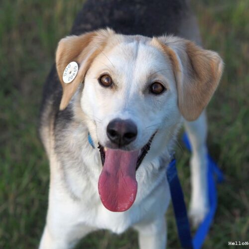 Protected: Photo session at dog shelter in Tbilisi by Lisi lake